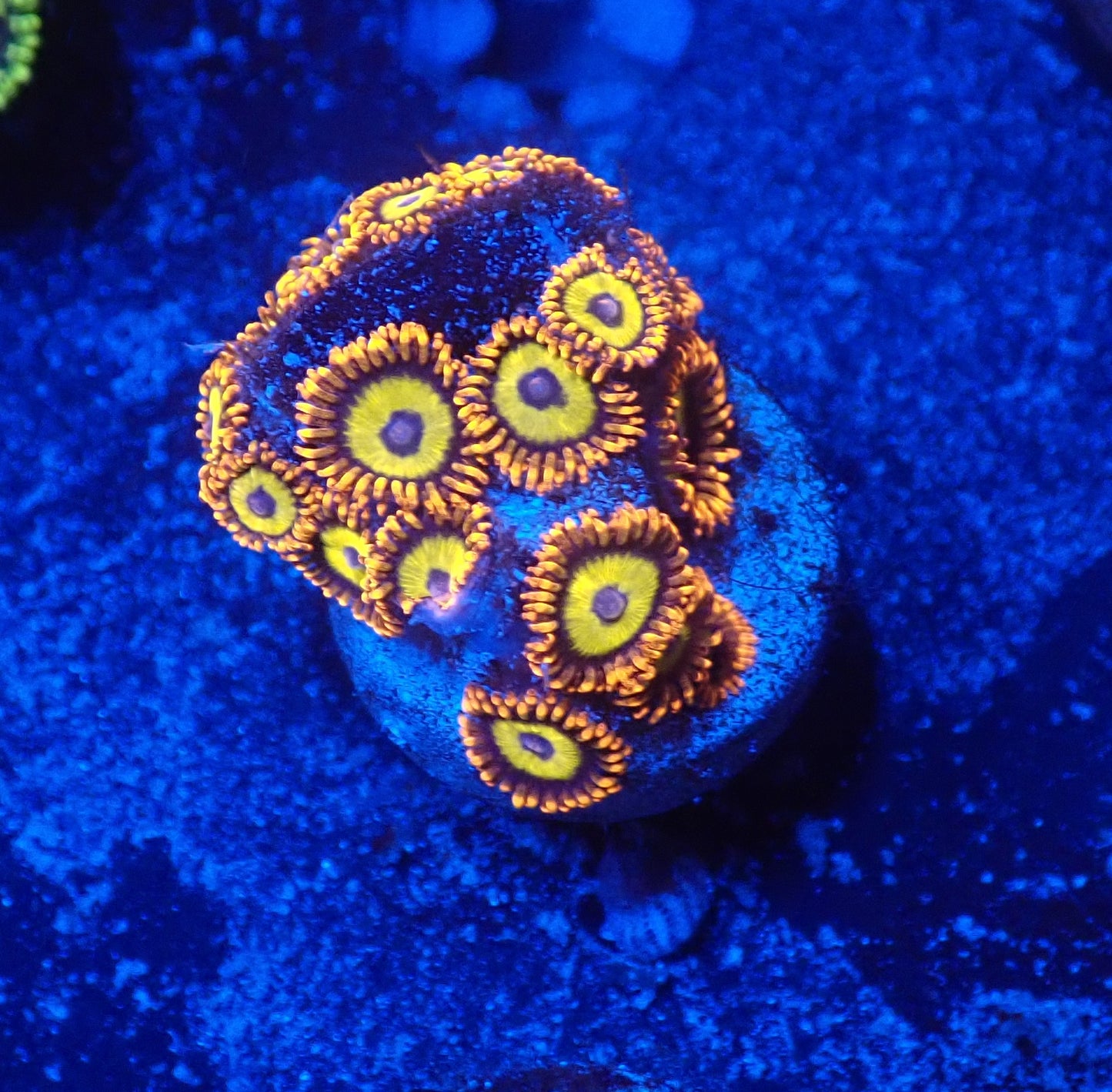 Friutloop zoa mini colony