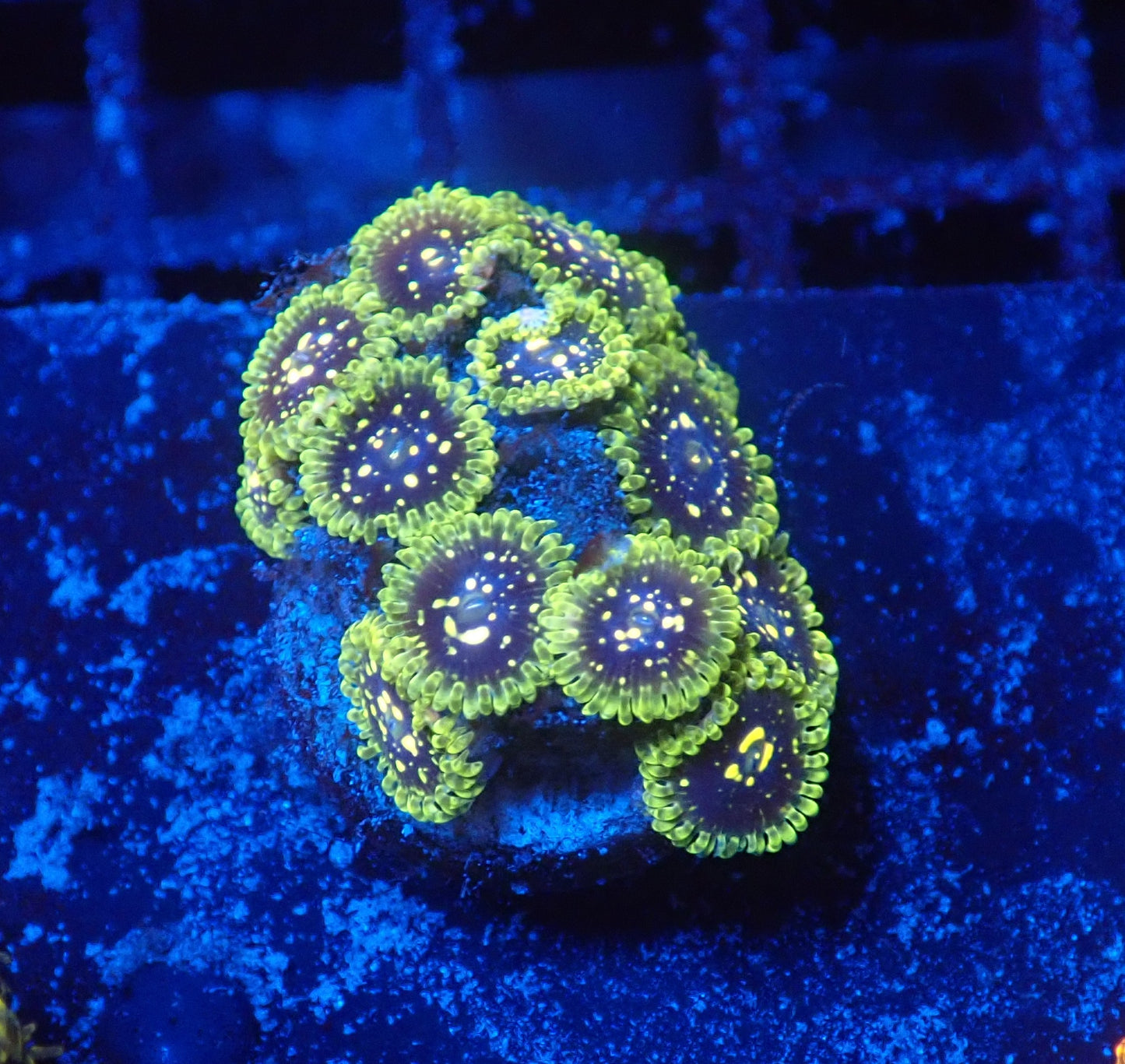Exospheres mini colony