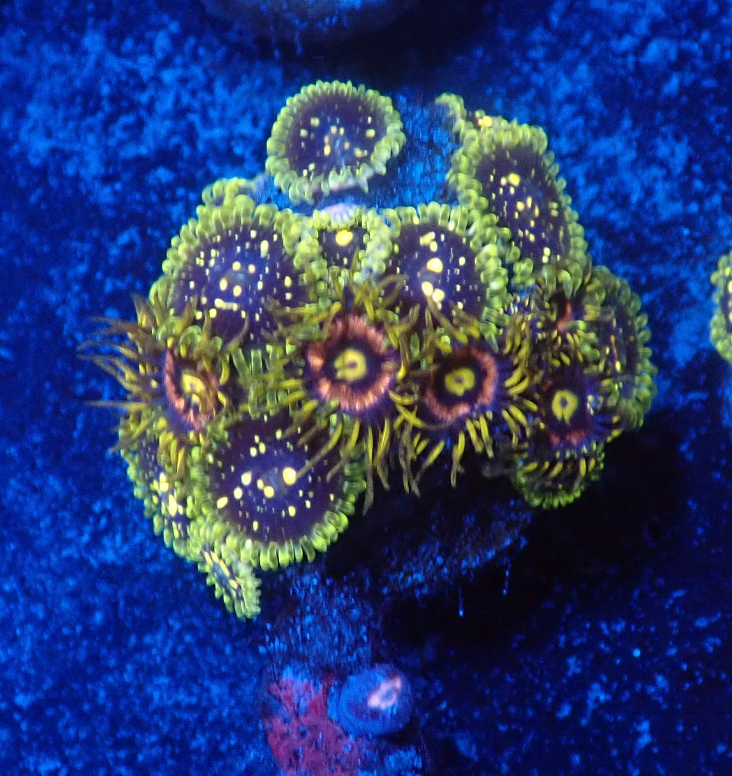 Exospheres mini colony