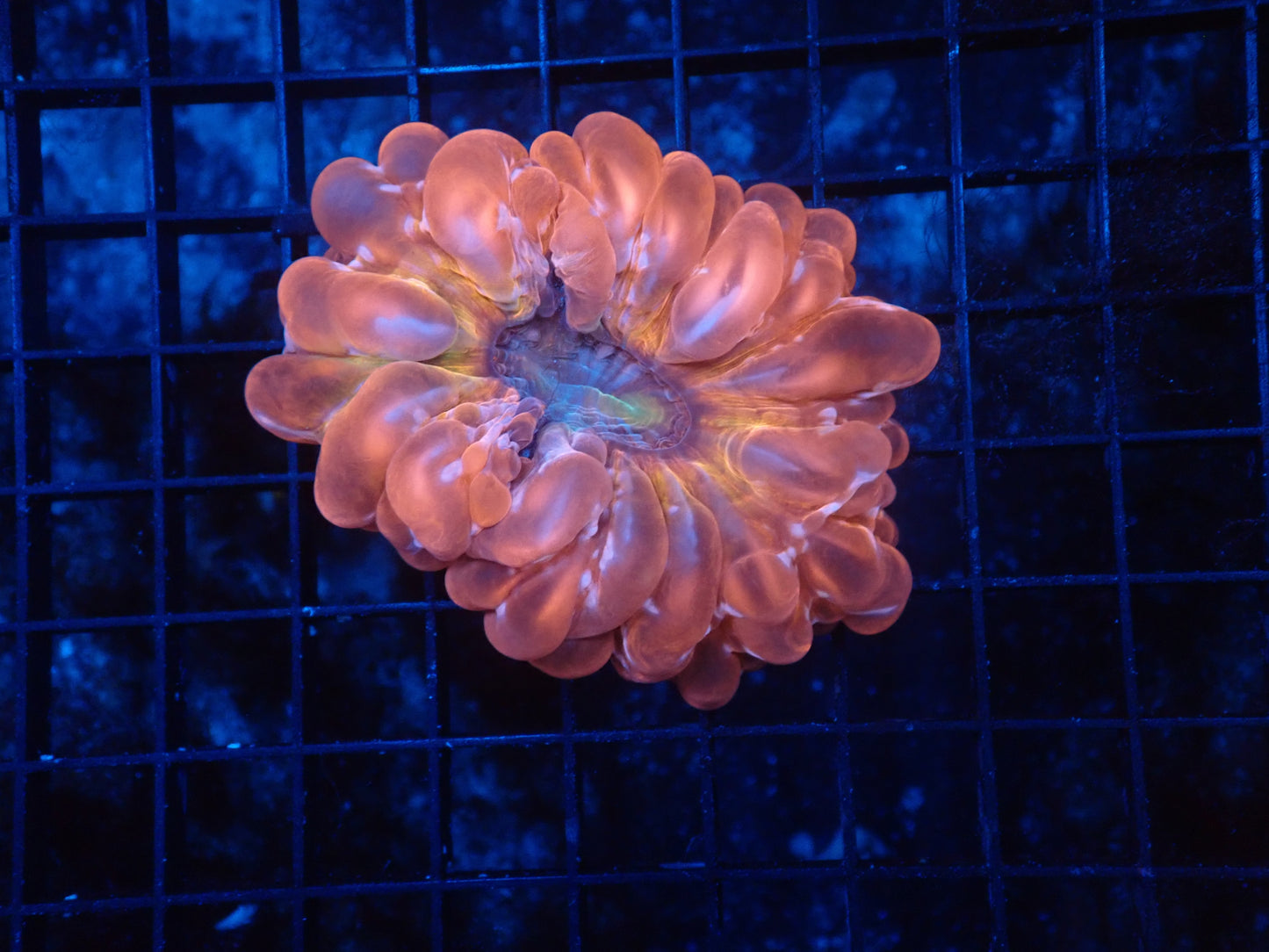 Ultra cynarina coral