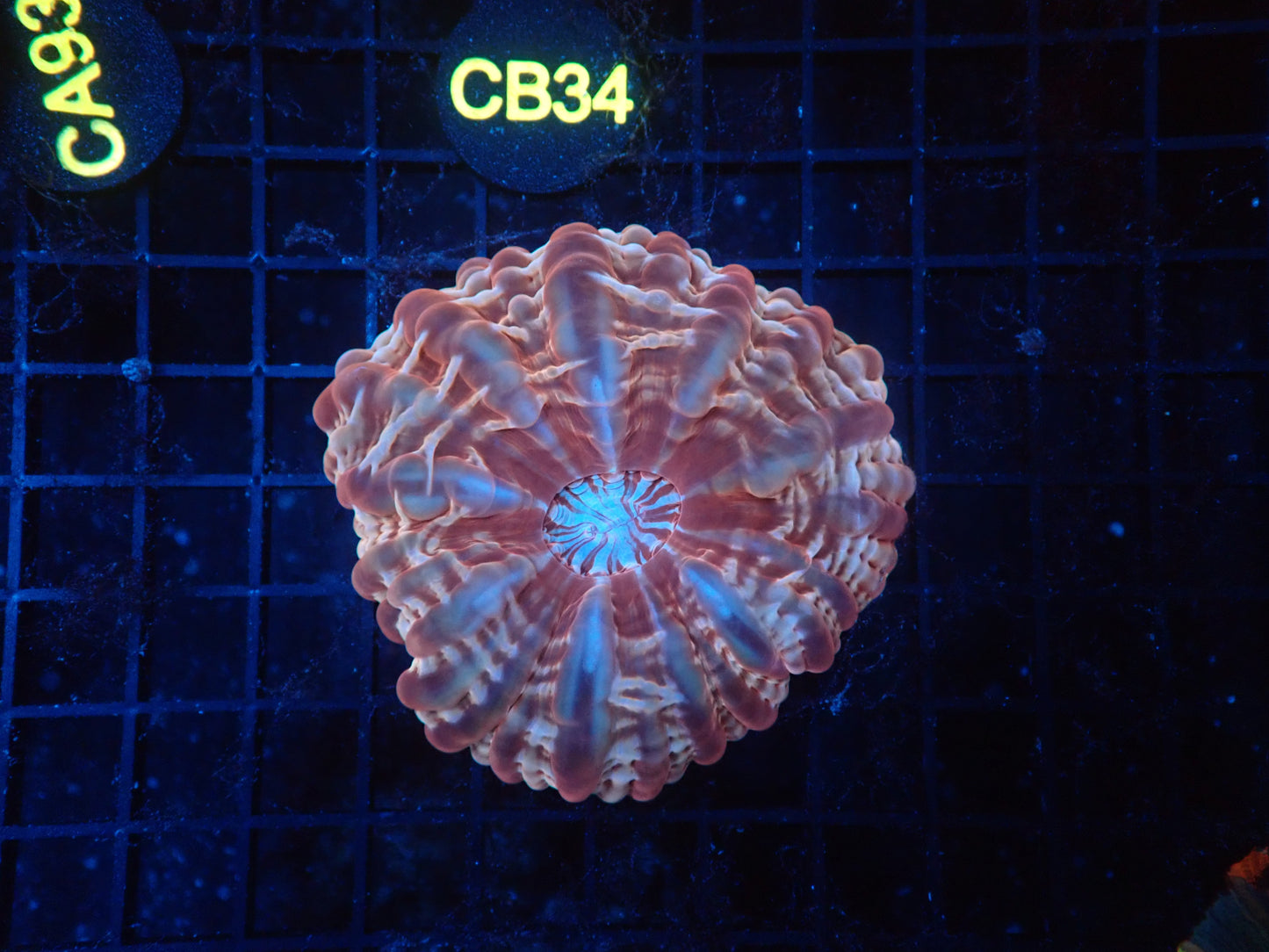 Ultra cynarina coral