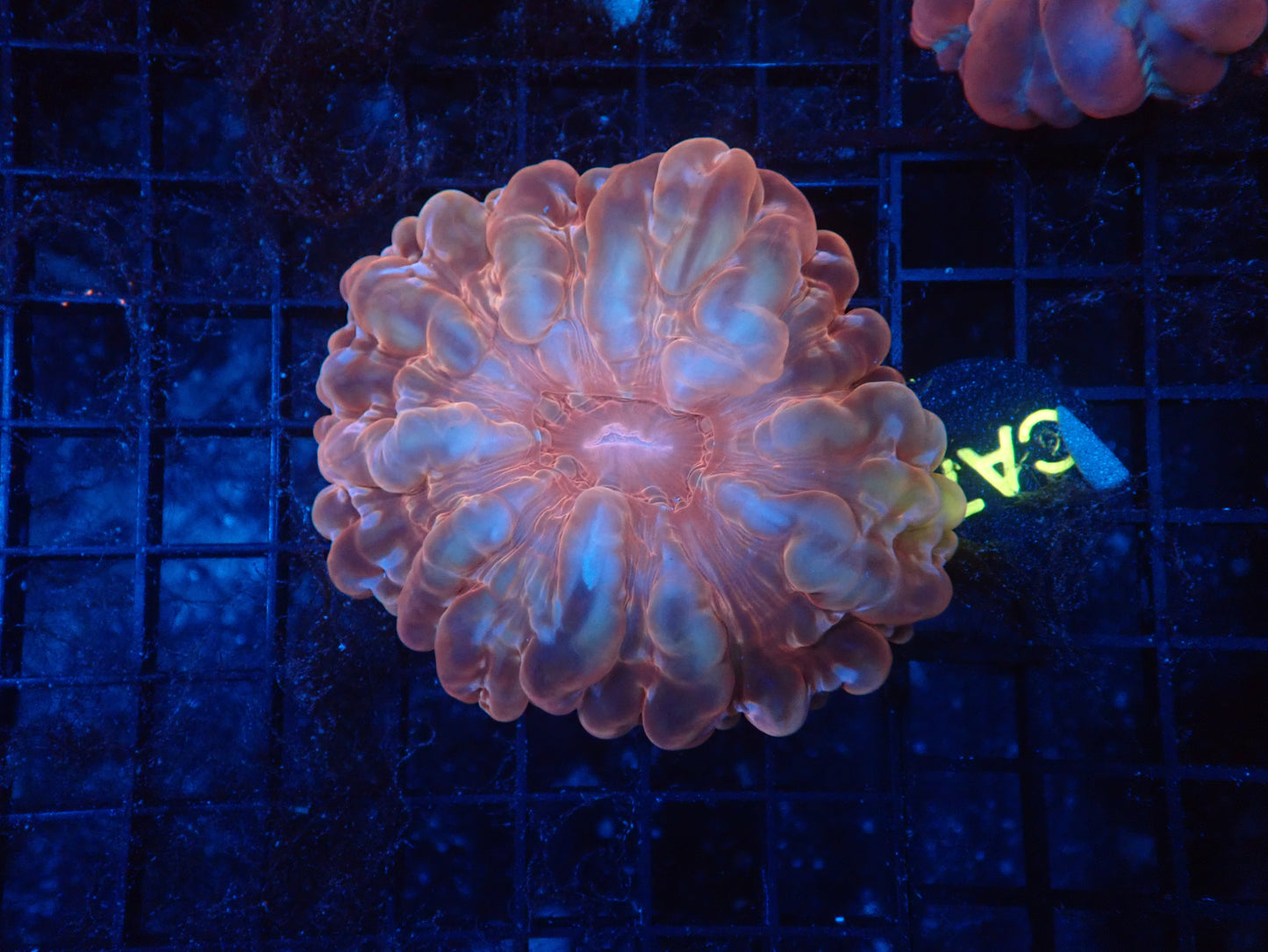 Ultra cynarina coral