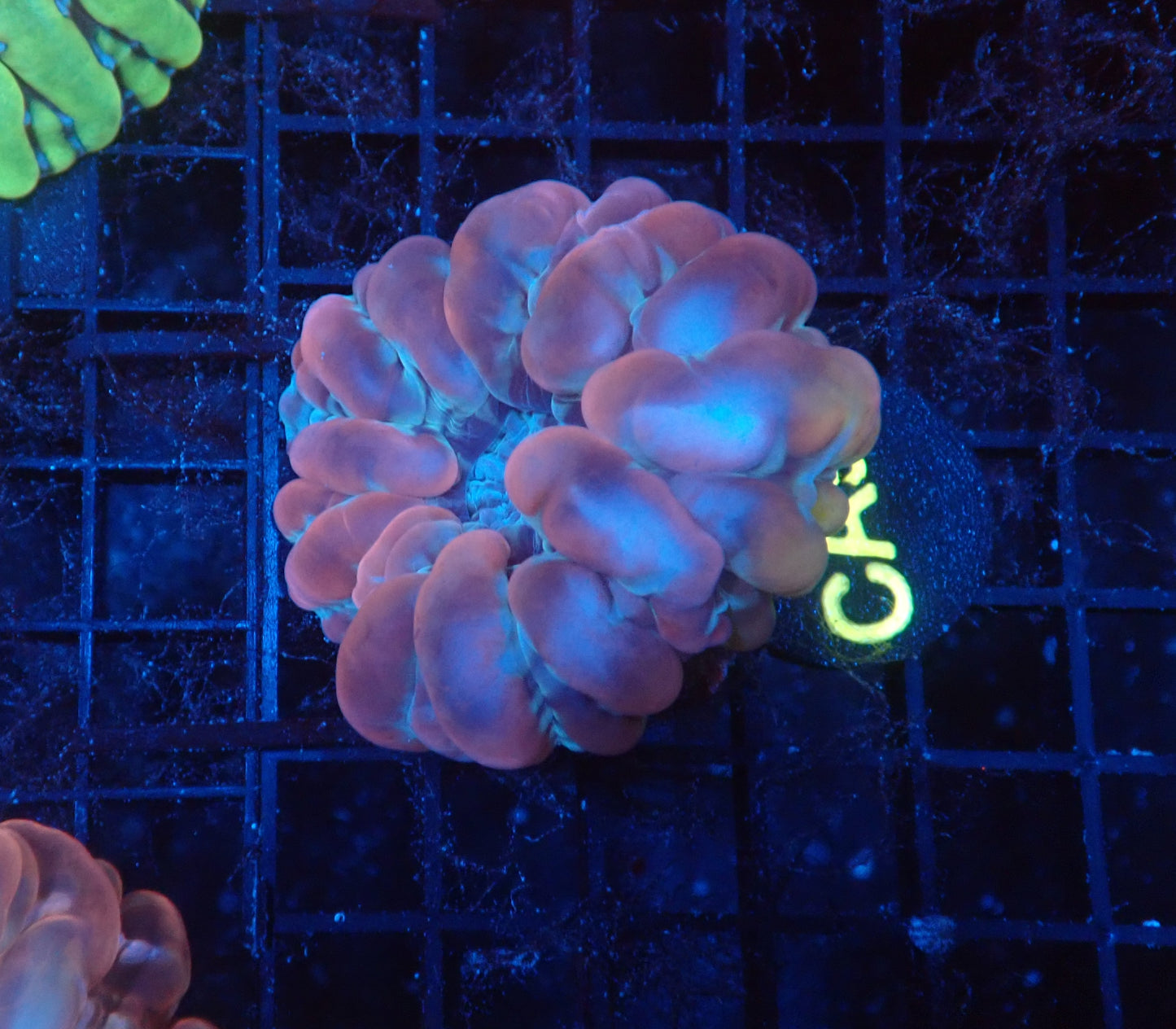 Ultra cynarina coral