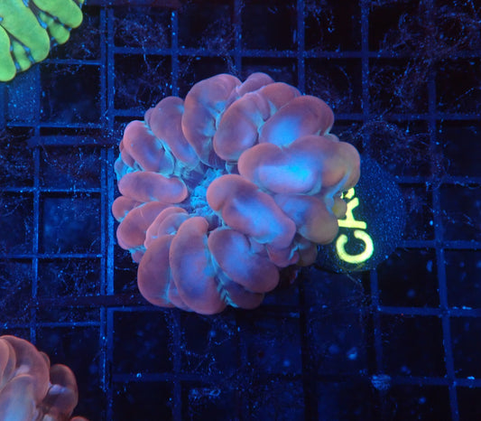 Ultra cynarina coral