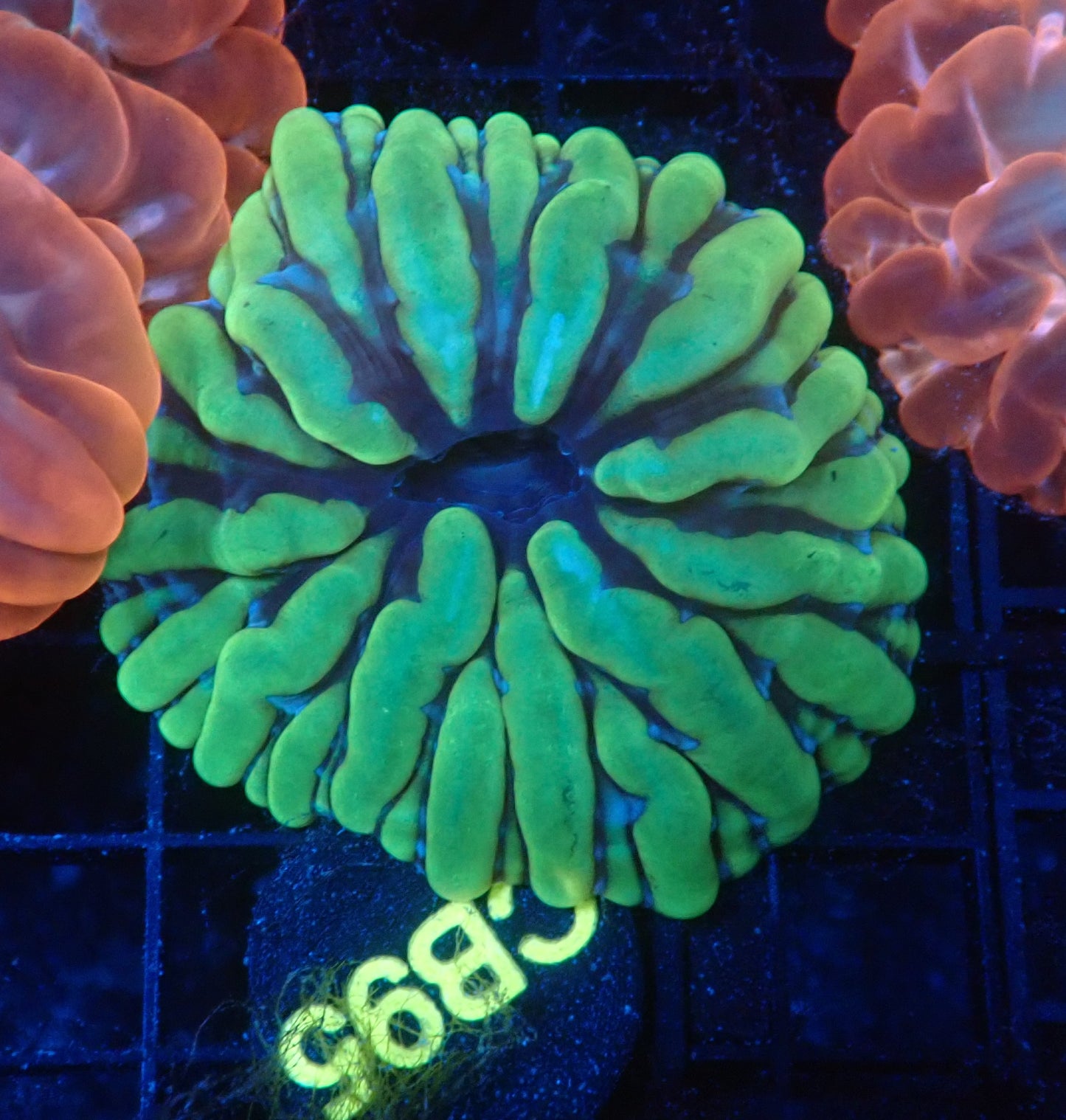 Ultra cynarina coral