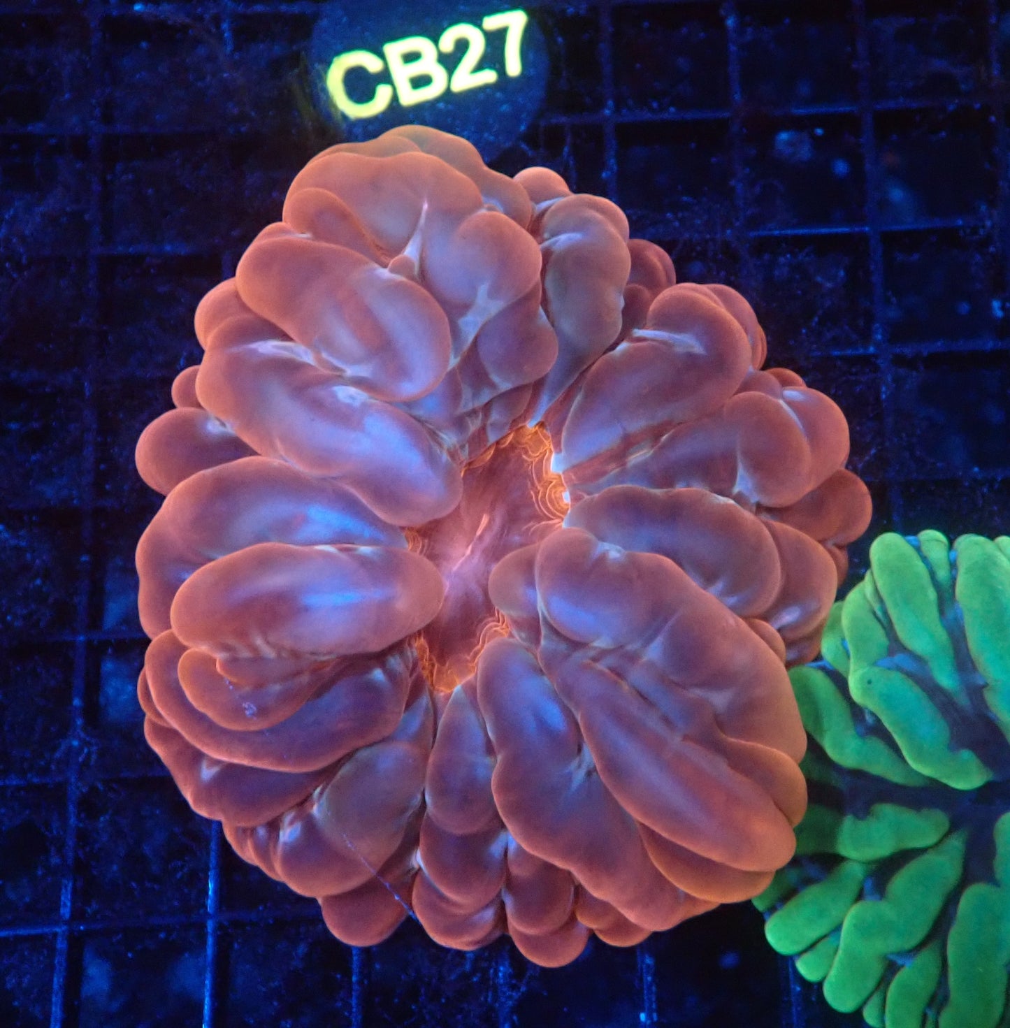 Ultra cynarina coral