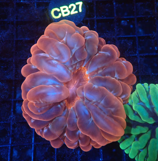 Ultra cynarina coral