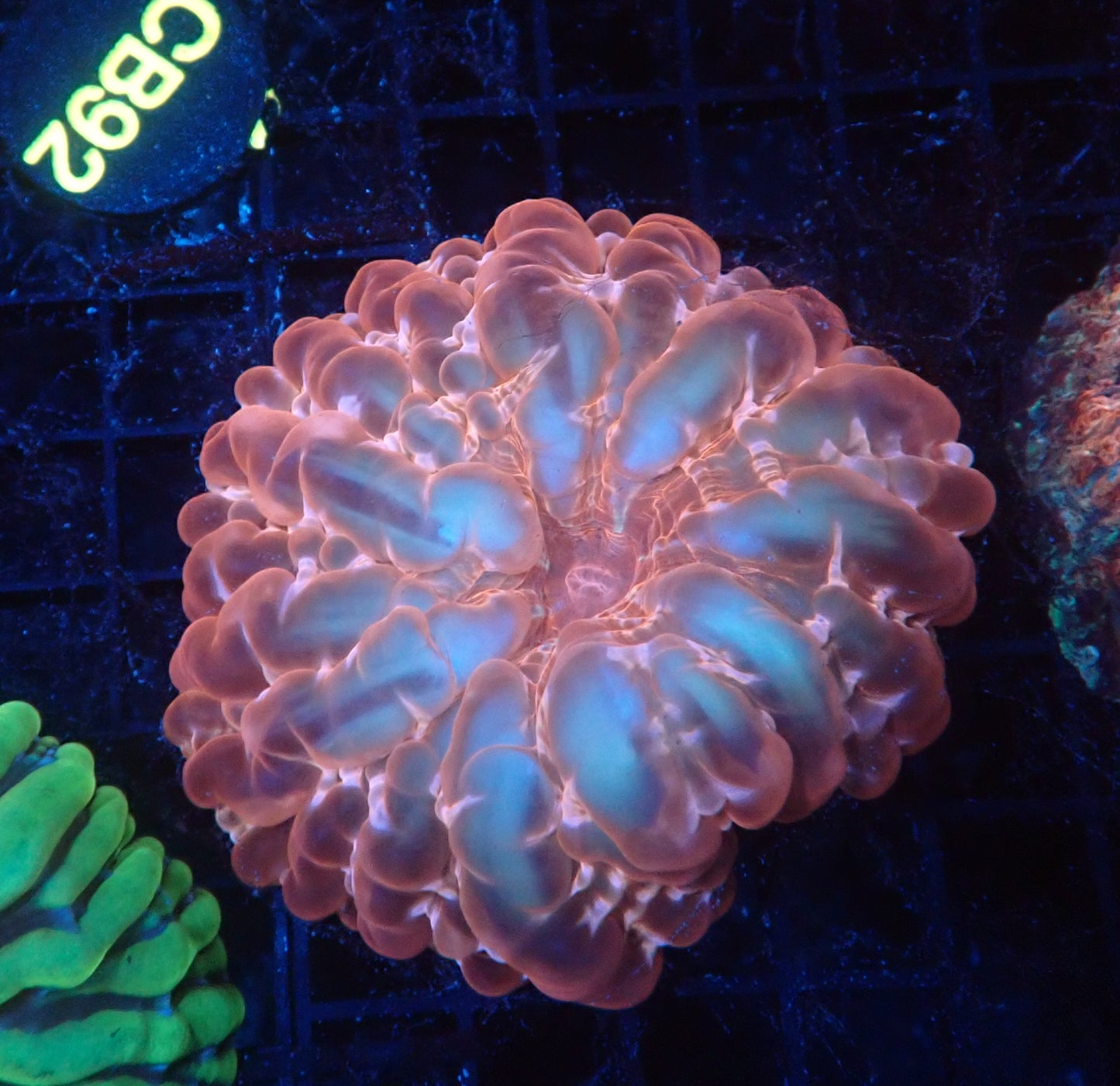 Ultra cynarina coral