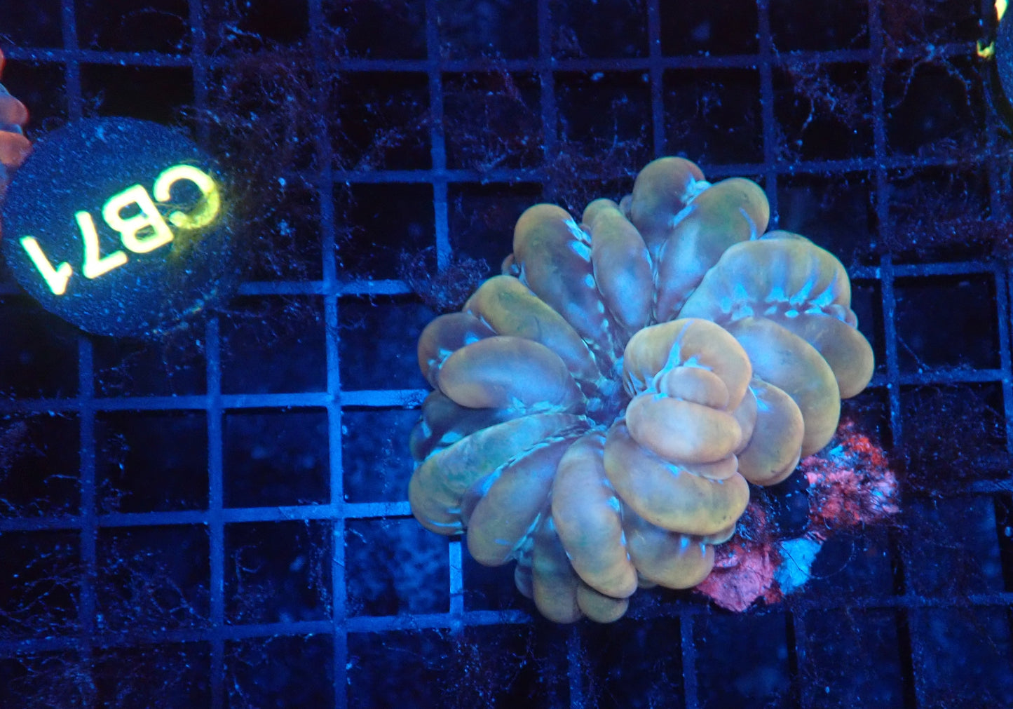 Ultra cynarina coral