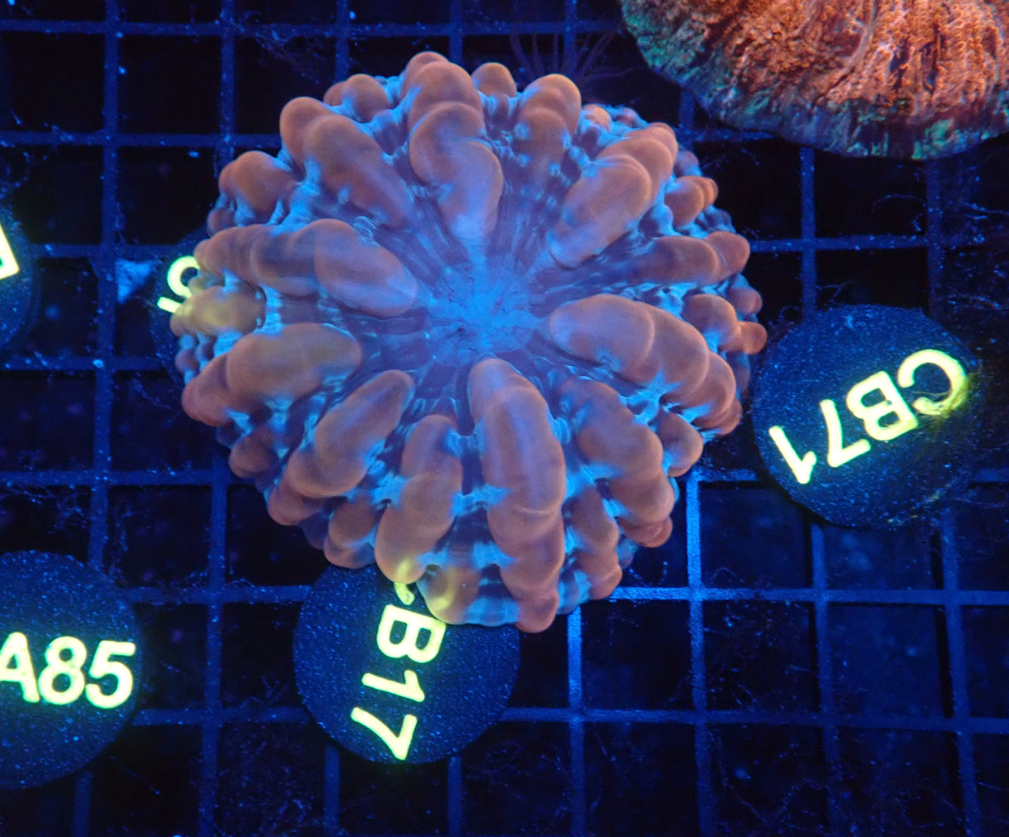 Ultra cynarina coral