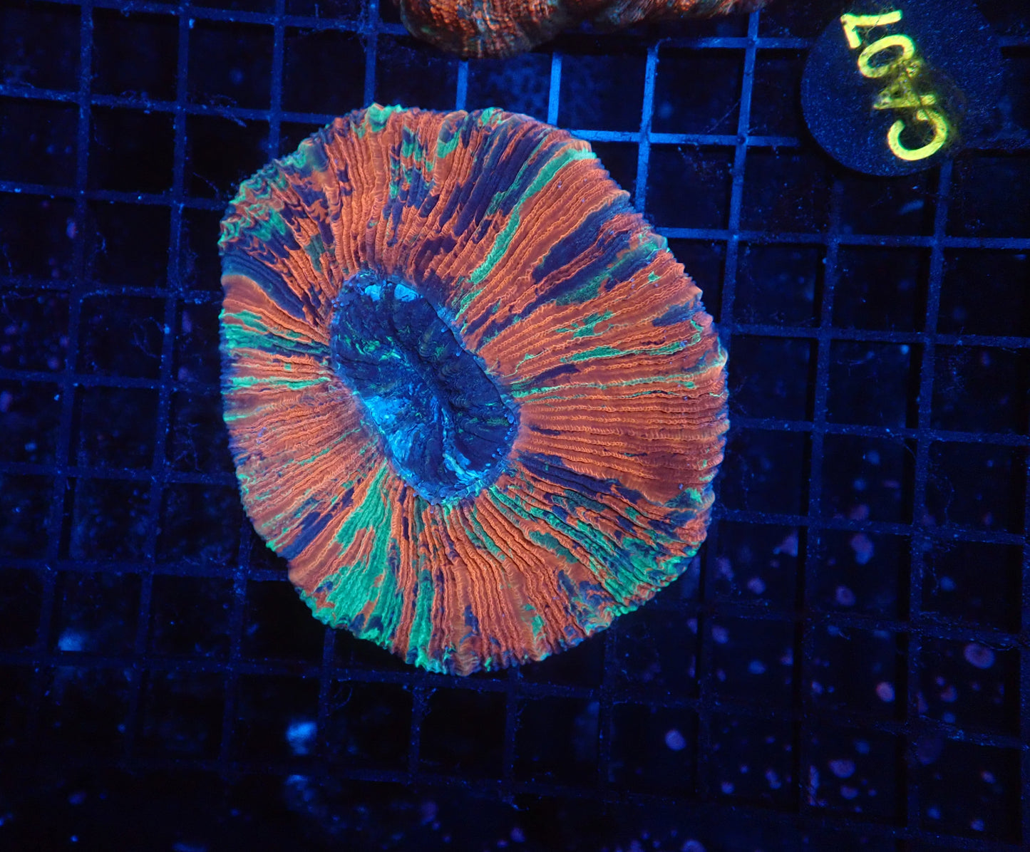 Rainbow Trachy
