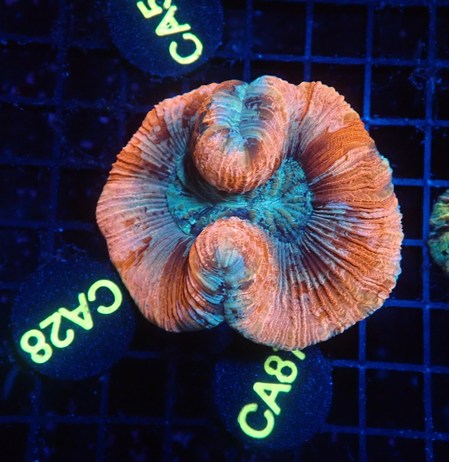 Rainbow Trachy