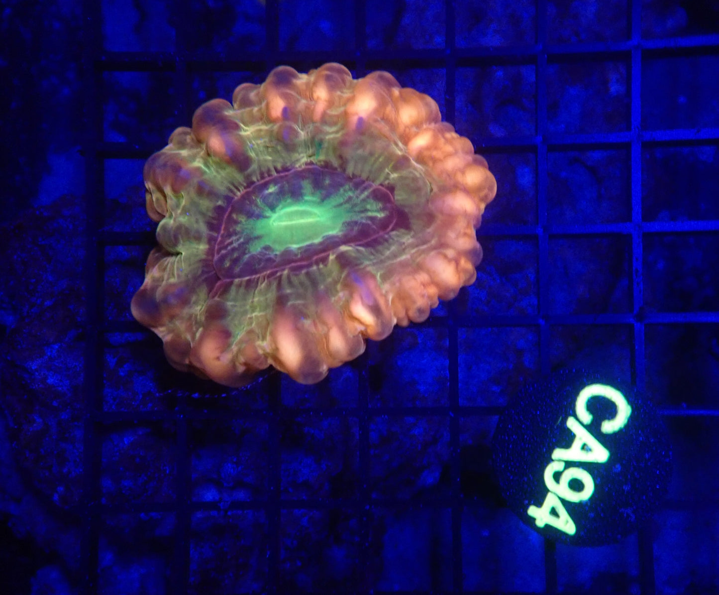 Ultra cynarina coral