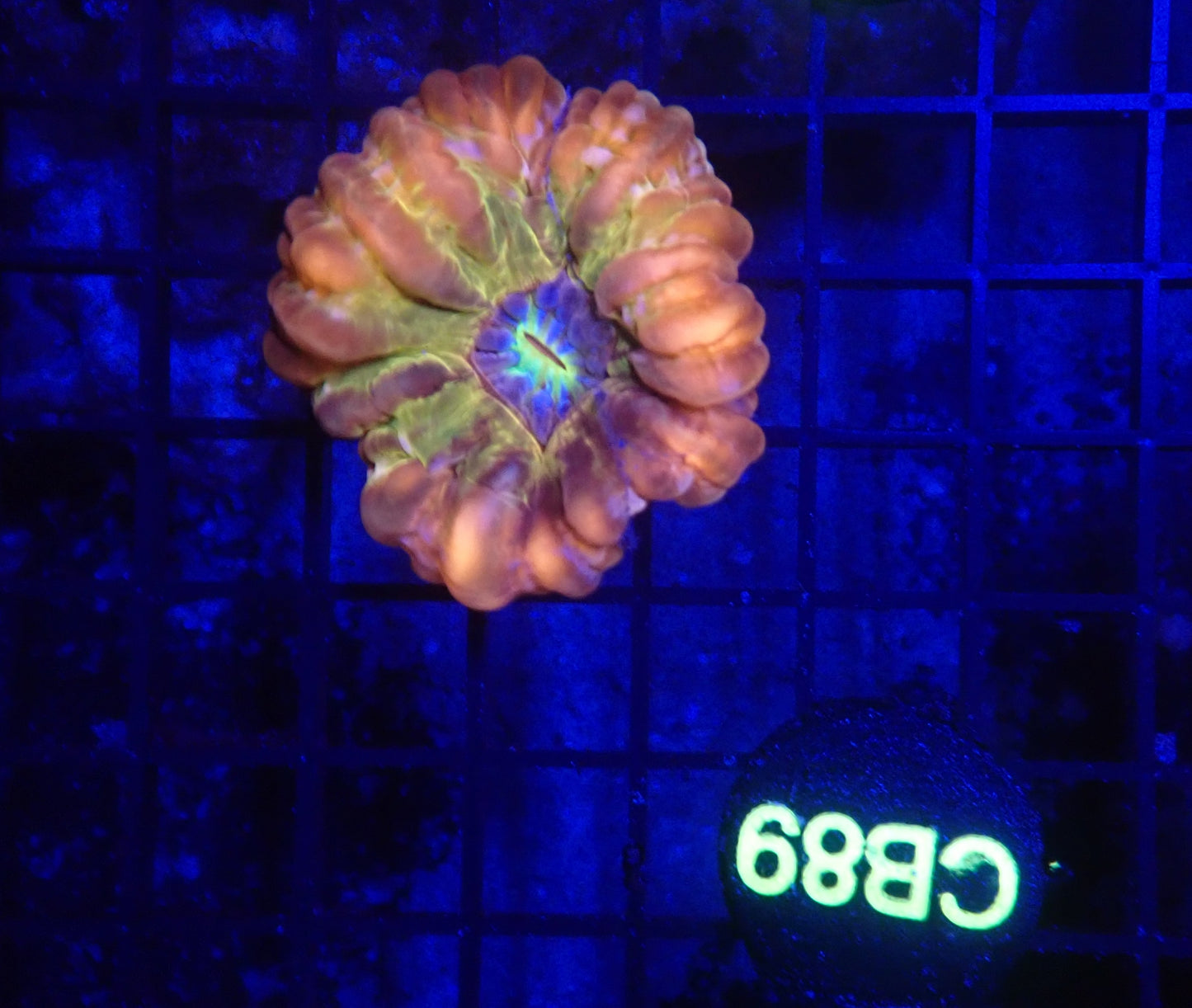 Ultra cynarina coral