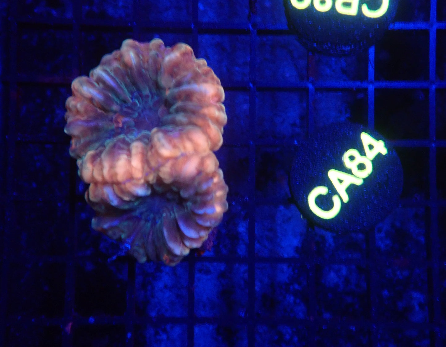Ultra cynarina double