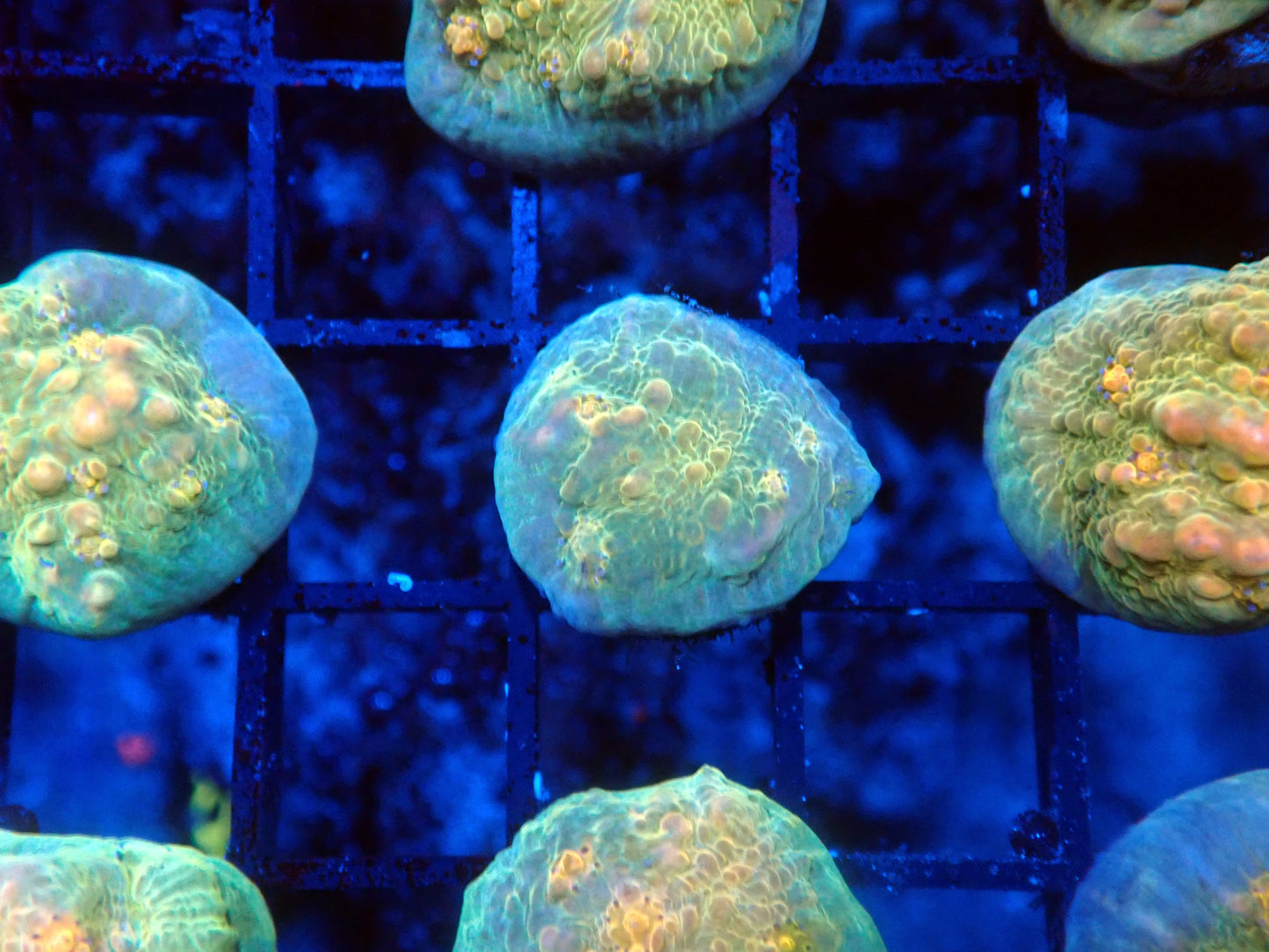 OKC Toxic Bounce chalice (less bubble)