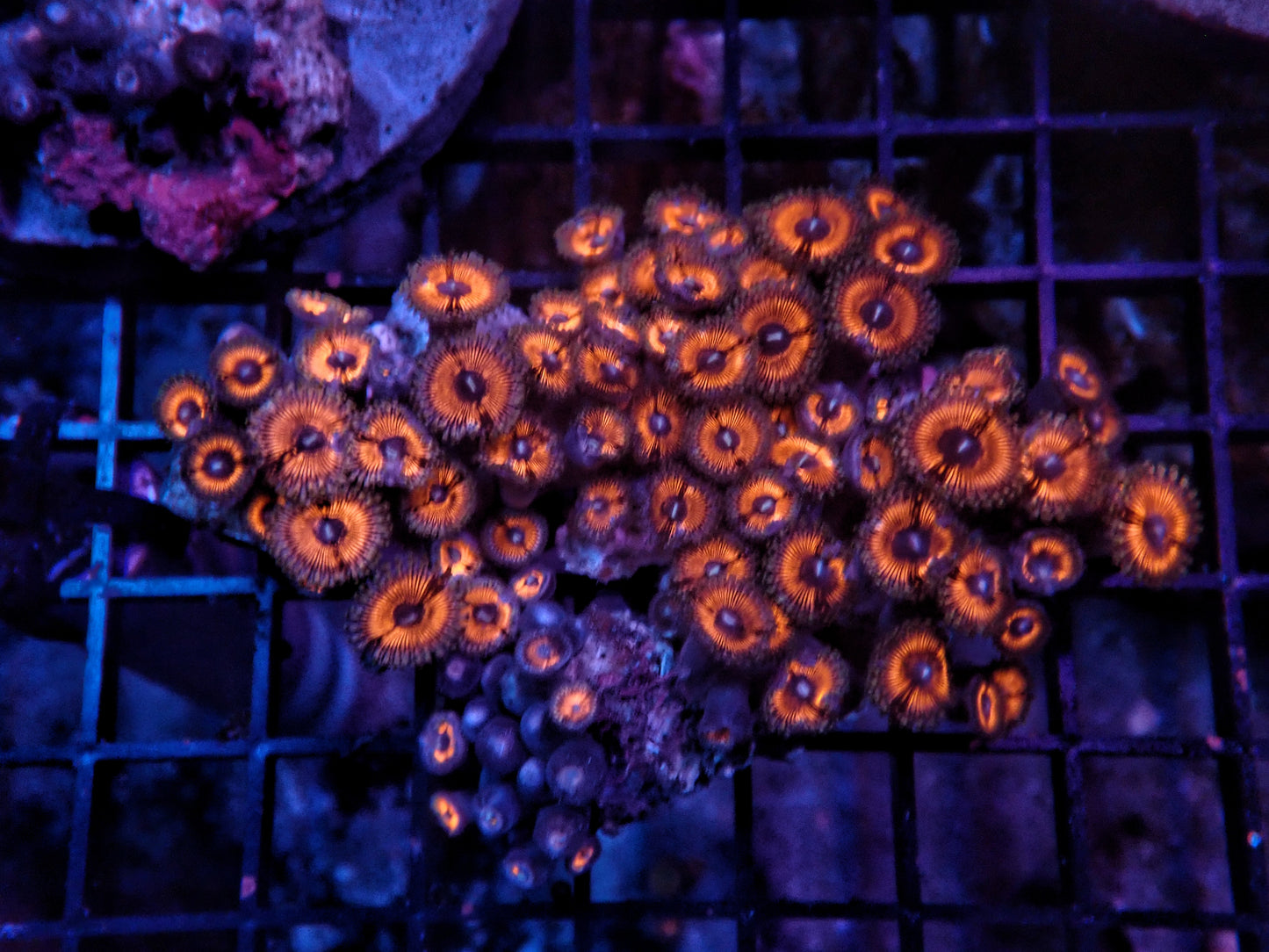 Rainbow Zoa rock