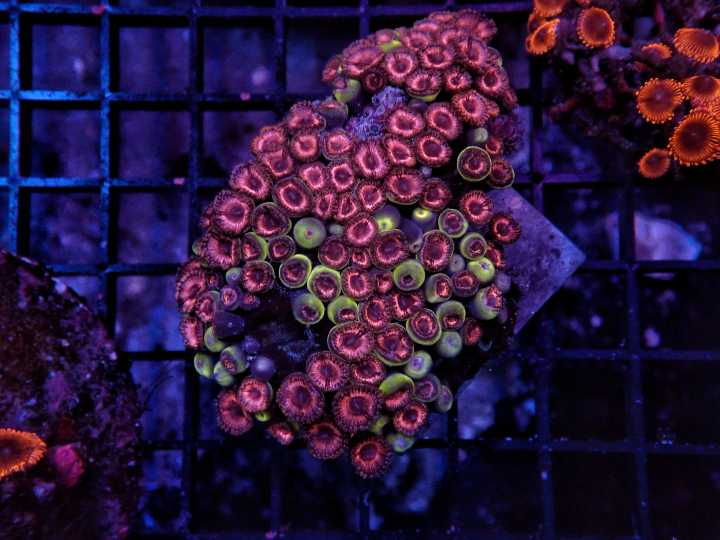 Rainbow Zoa rock