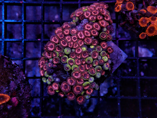 Rainbow Zoa rock