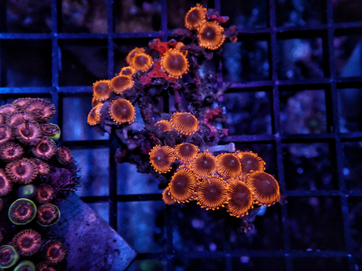 Rainbow Zoa rock