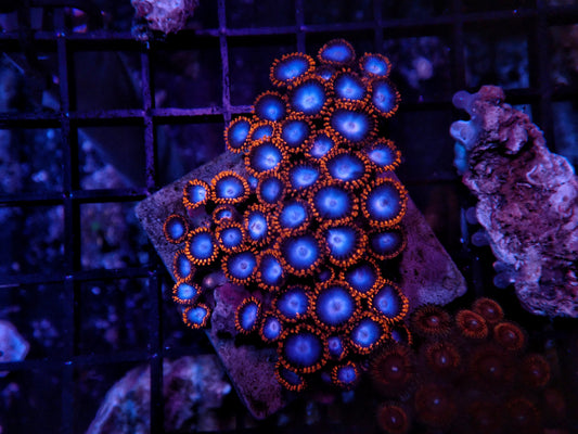 Rainbow Zoa rock