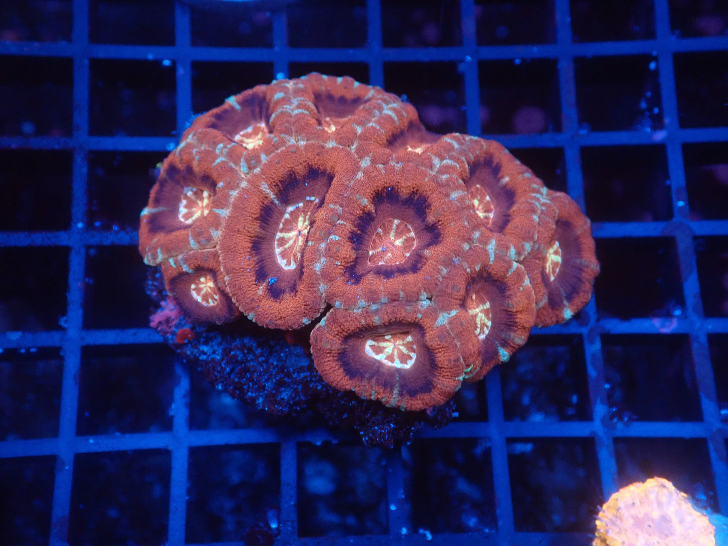 Asian Acan