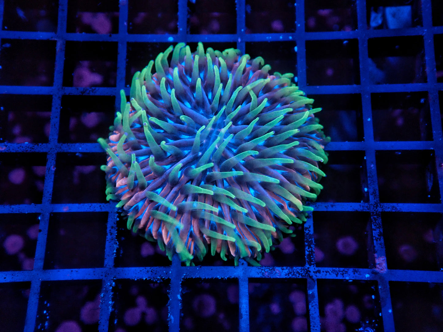 Rainbow fungia