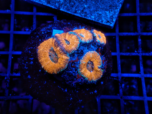 Asian Acan