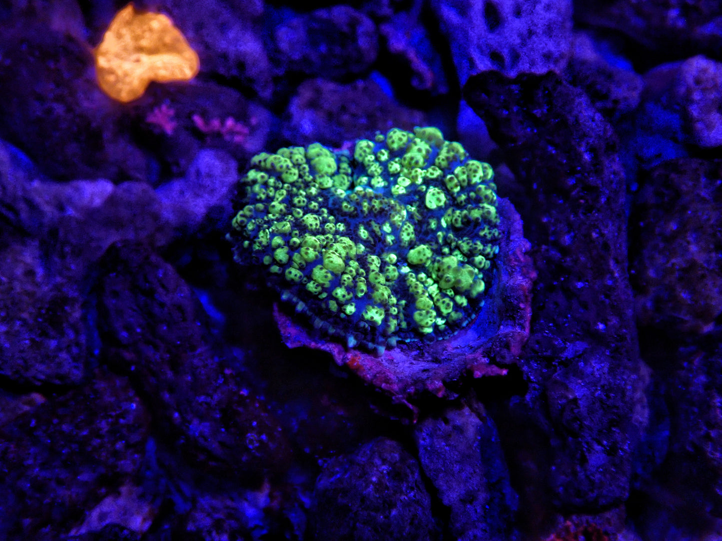Green Bounce