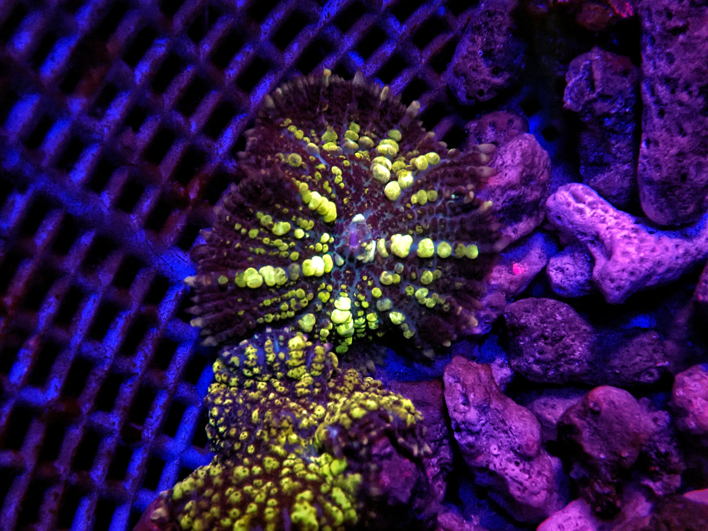 Bounce mushroom