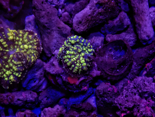 Green bounce mushroom