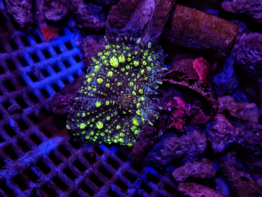 Green bounce mushroom