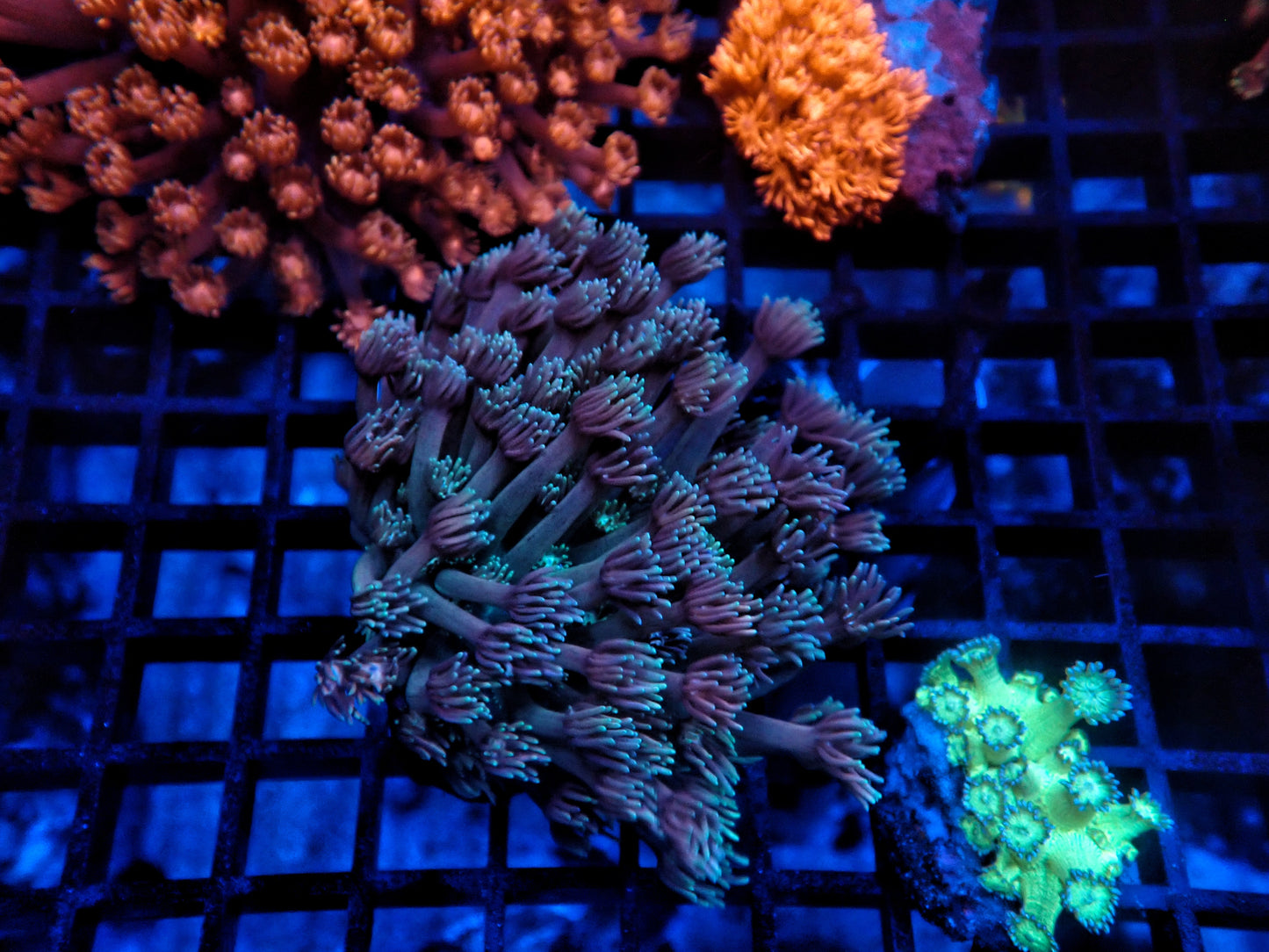 Rainbow Goni Clearance