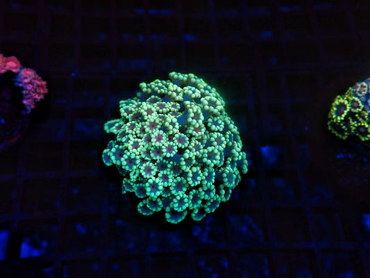 Rainbow alveopora