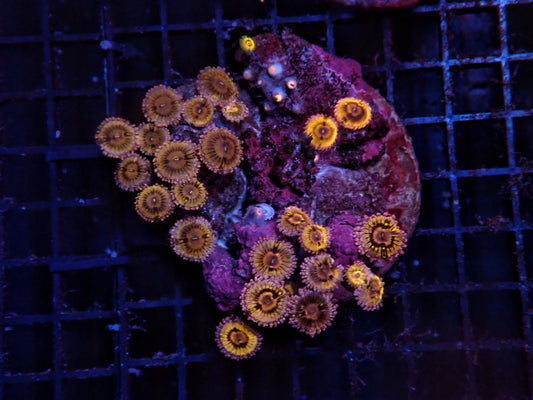 Rainbow Zoa rock