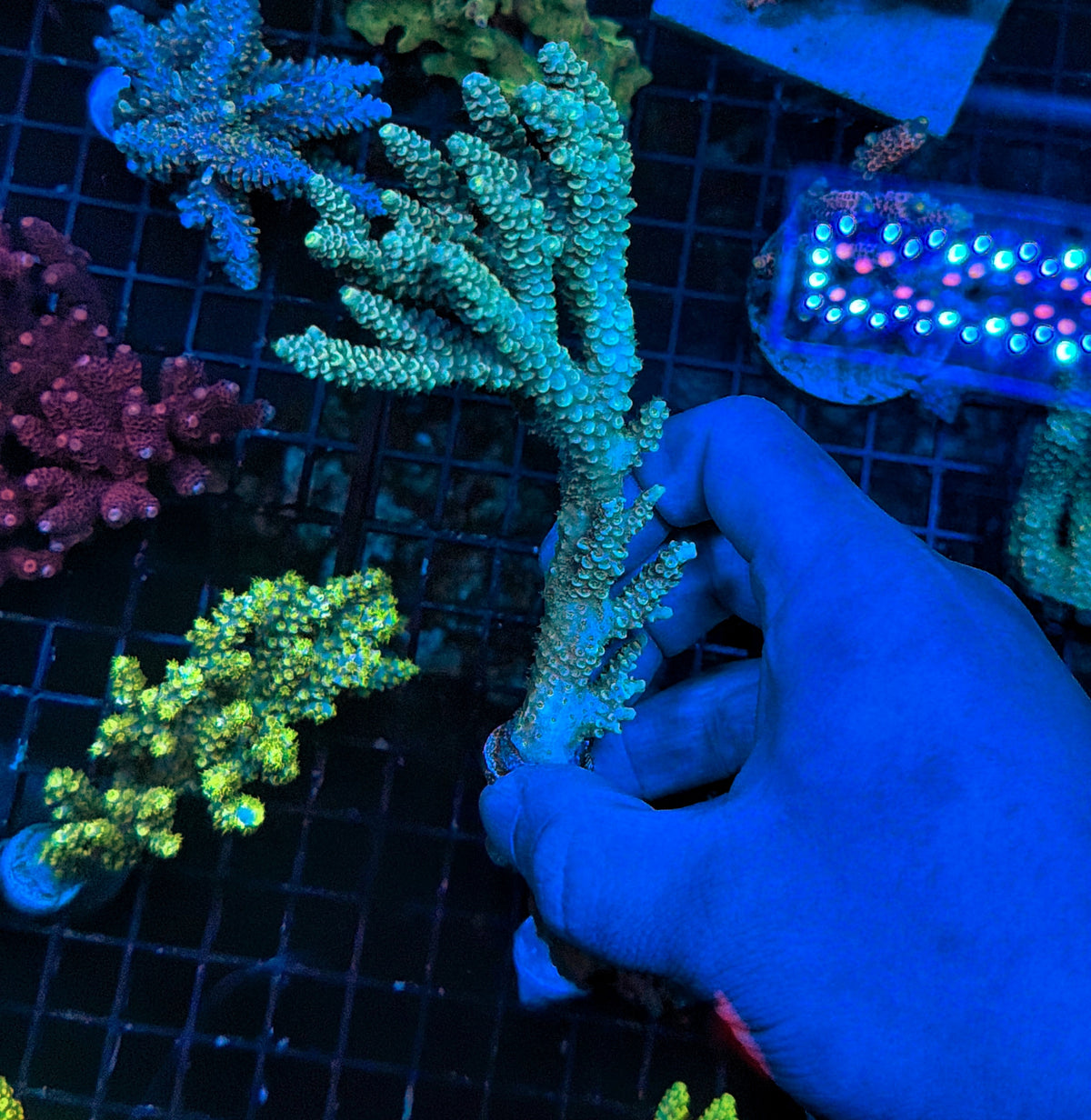 Malay tenius mini colony