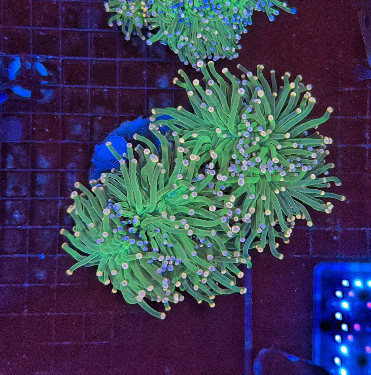 Indo Green Torch colony 4-6 head colony