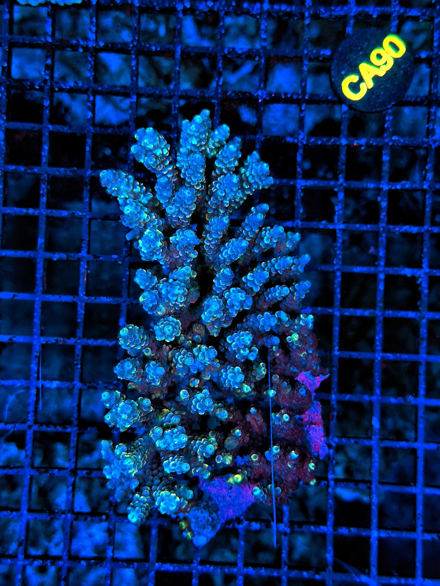 Malay Acro Graft tenius not colored up