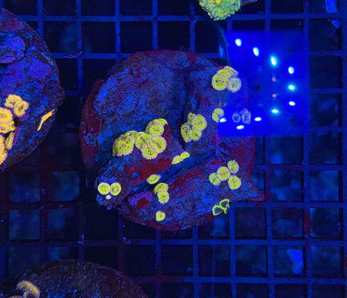 Ultra zoa