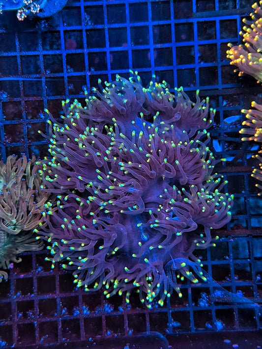 Neon tip elegance