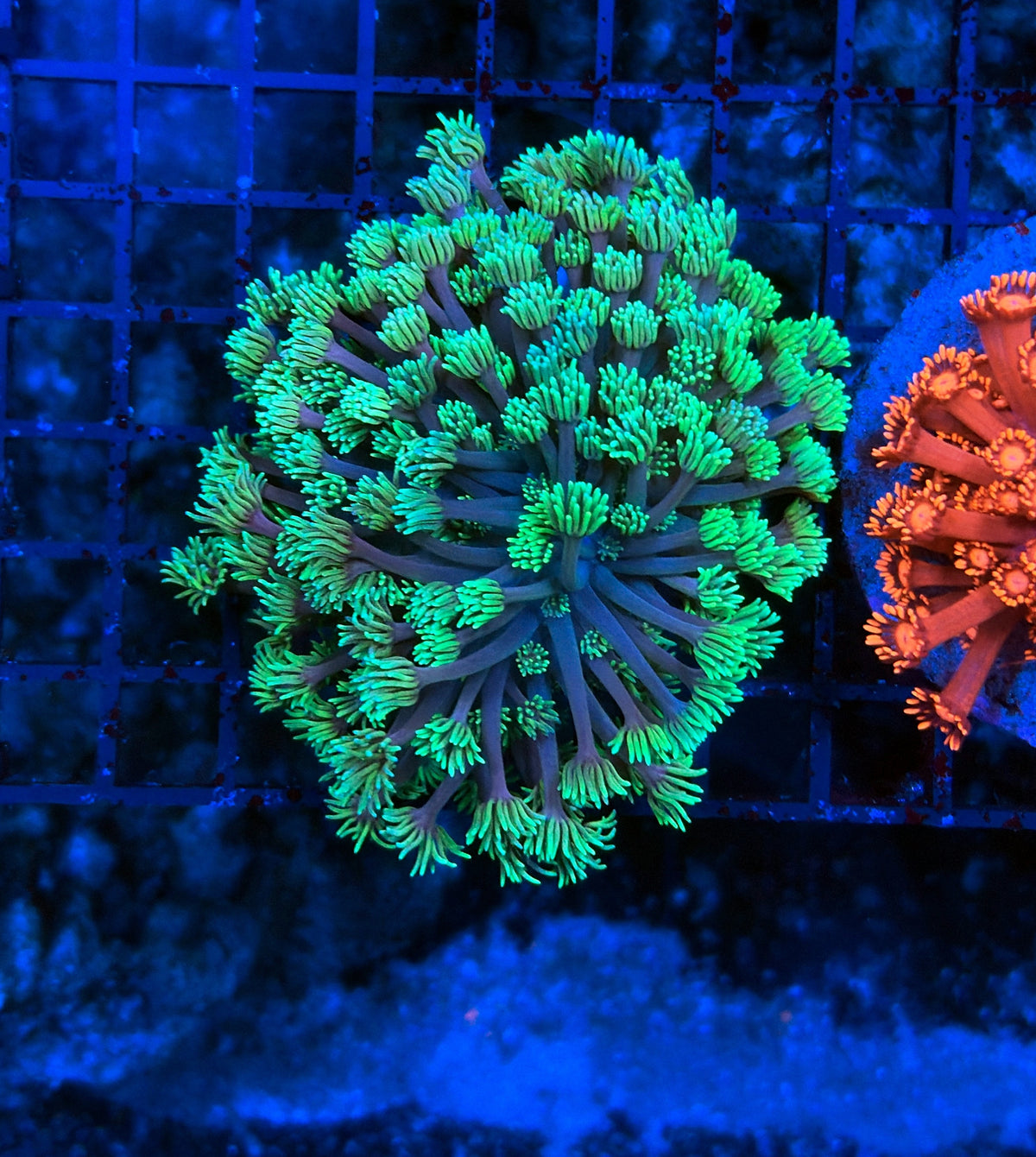 Goniopora L
