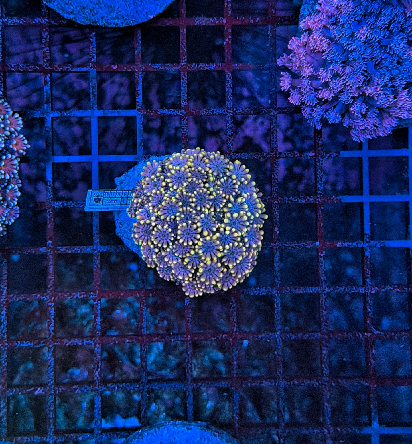SP Alveopora