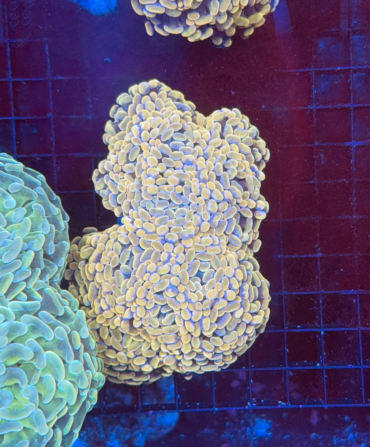 Indo SP Hammer colony