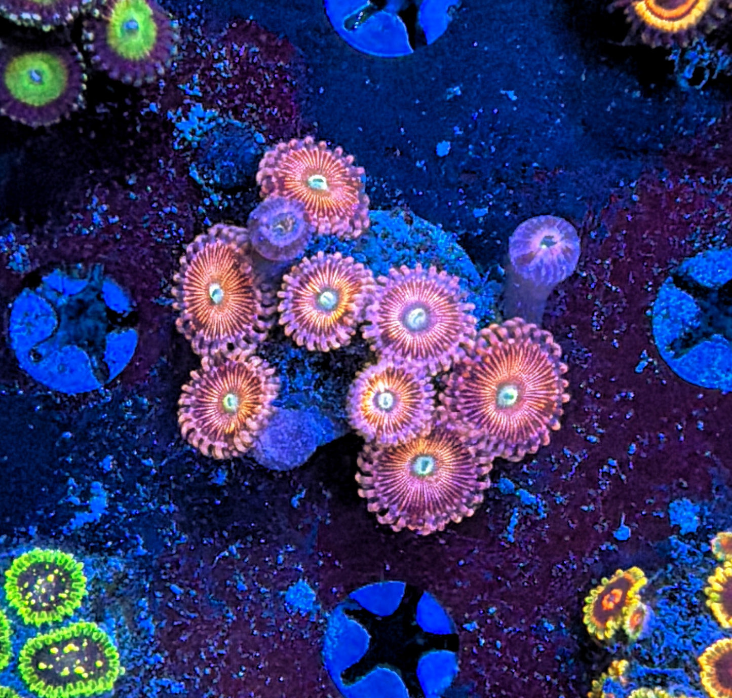Rainbow Zoa
