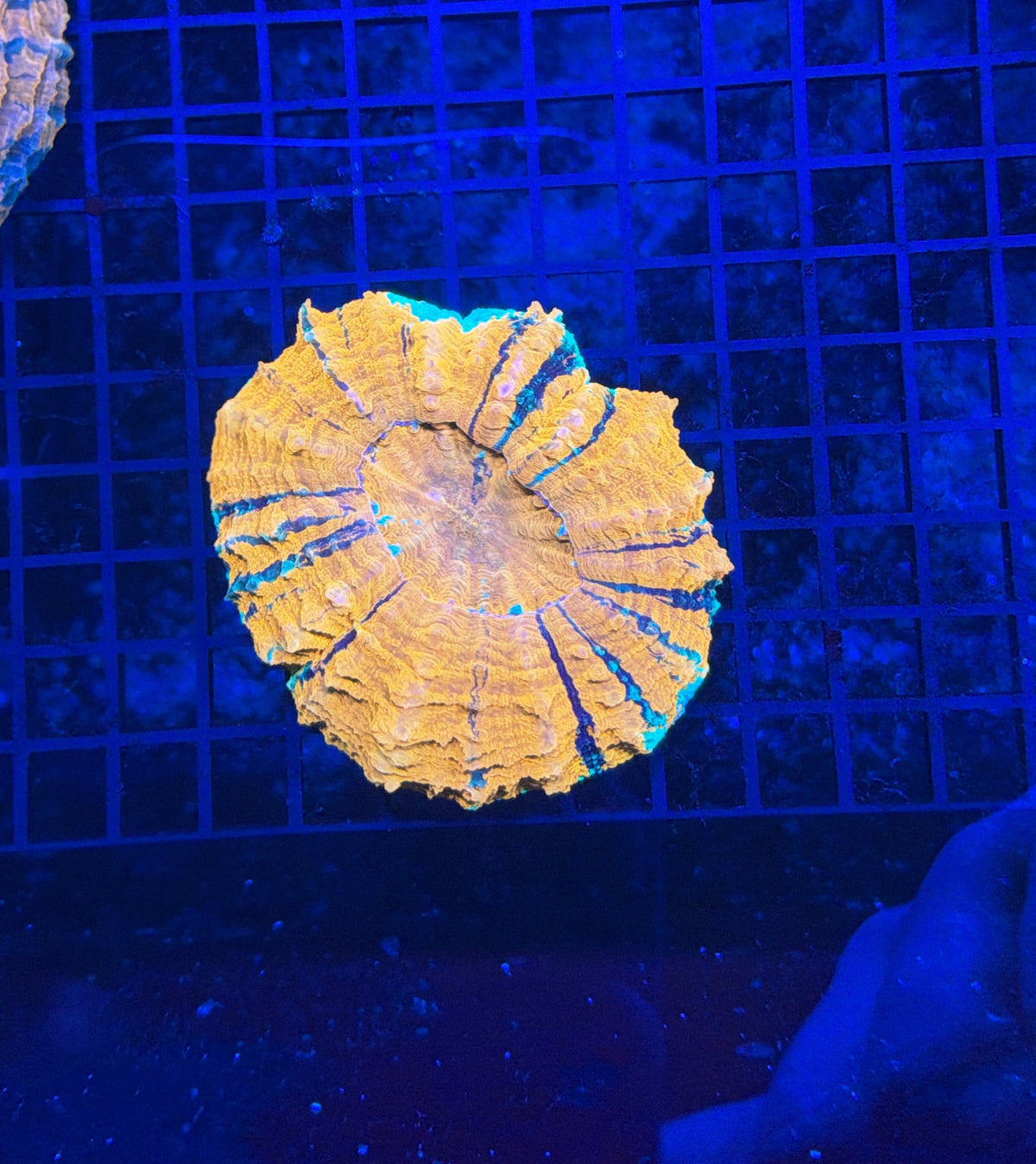 Rainbow Acantho