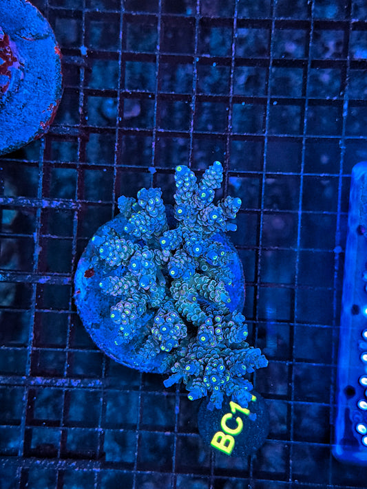 Indo Premium acro clearance