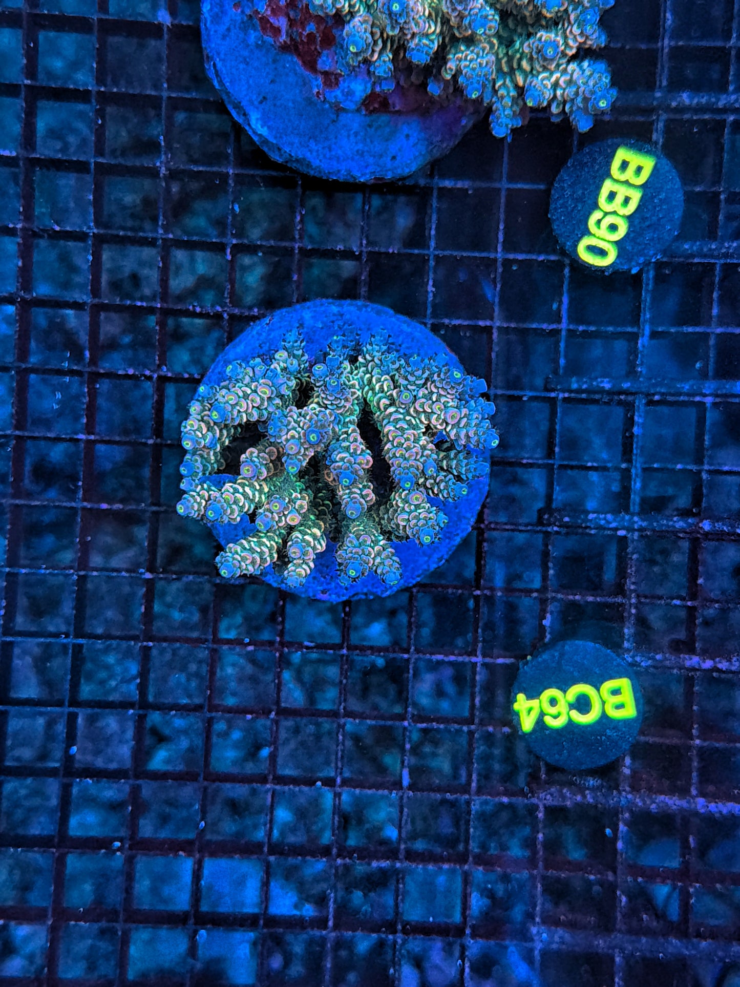 Indo Premium Acro