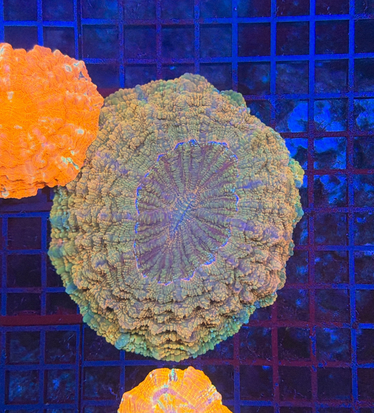 Ultra Acantho