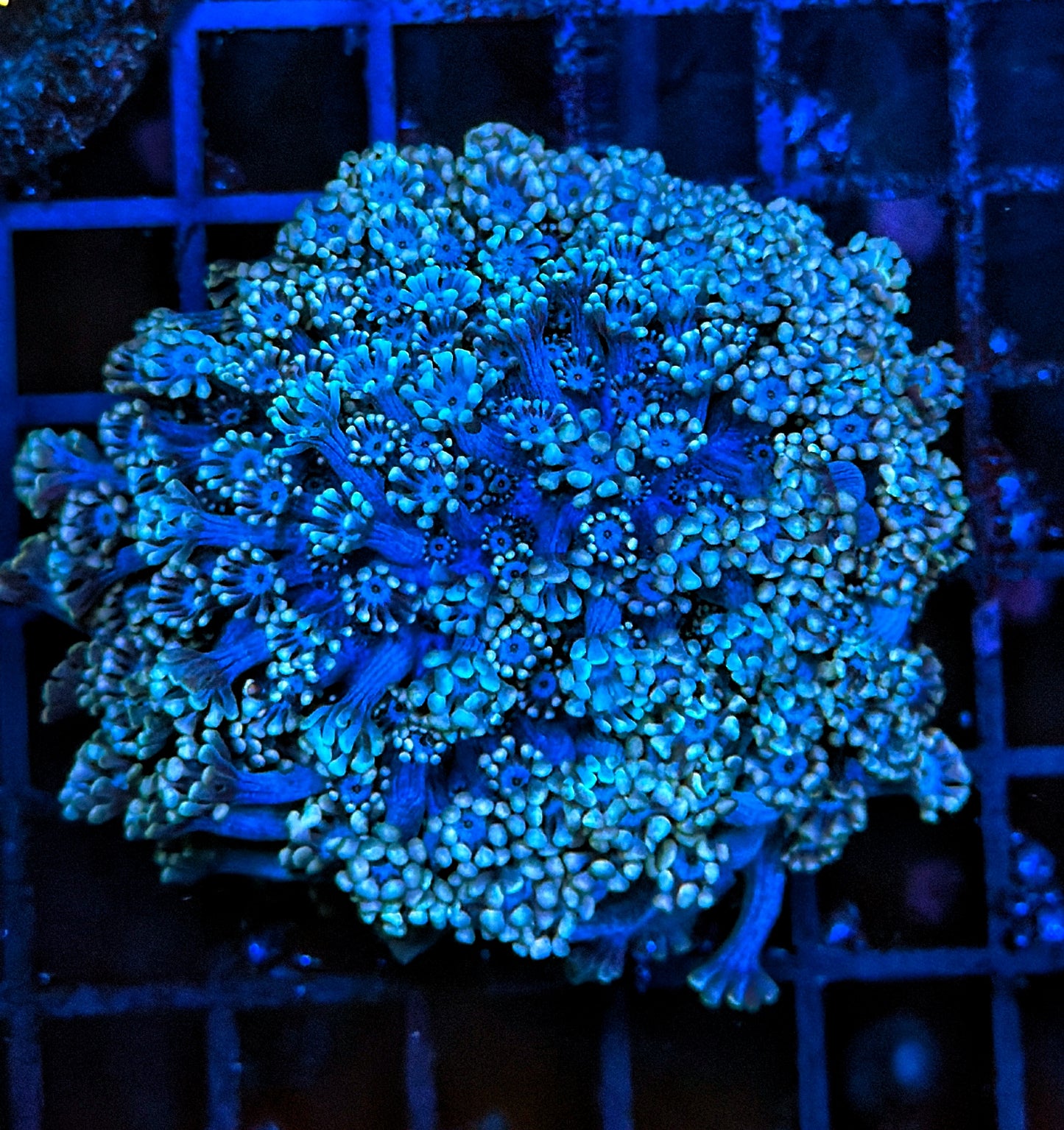 Rainbow alveopora