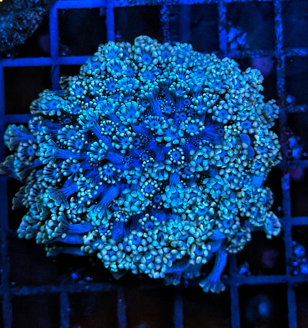 Rainbow alveopora